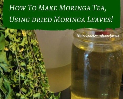 How to Make Moringa Tea: Easy Steps for a Healthy Brew How to Make Moringa Tea
