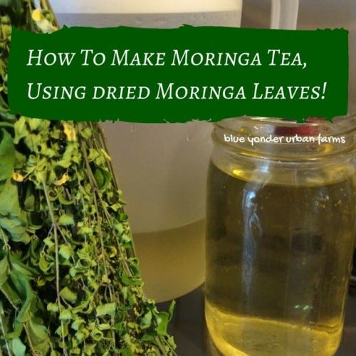 How to Make Moringa Tea