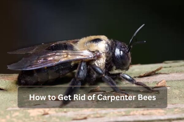 How to Get Rid of Carpenter Bees Naturally and Effectively How to Get Rid of Carpenter Bees
