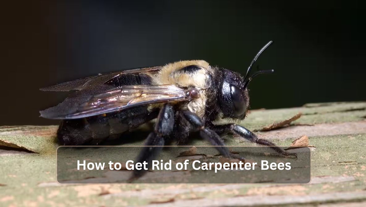 How to Get Rid of Carpenter Bees
