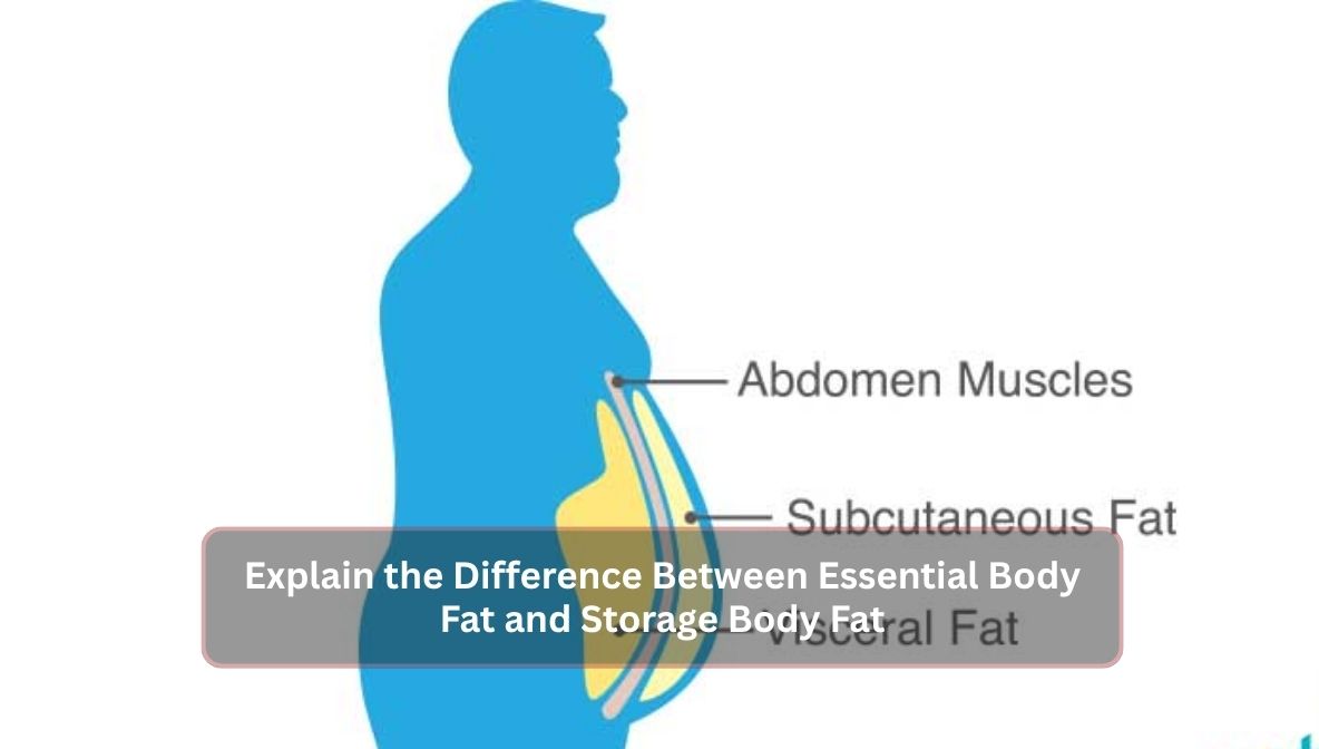 Explain the Difference Between Essential Body Fat and Storage Body Fat