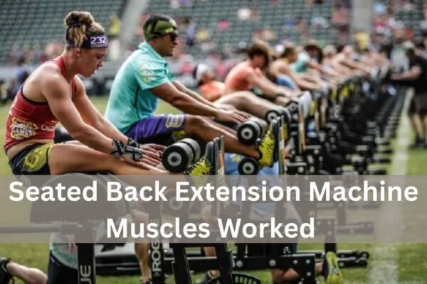 seated back extension machine muscles worked
