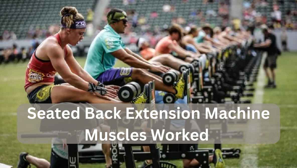 seated back extension machine muscles worked