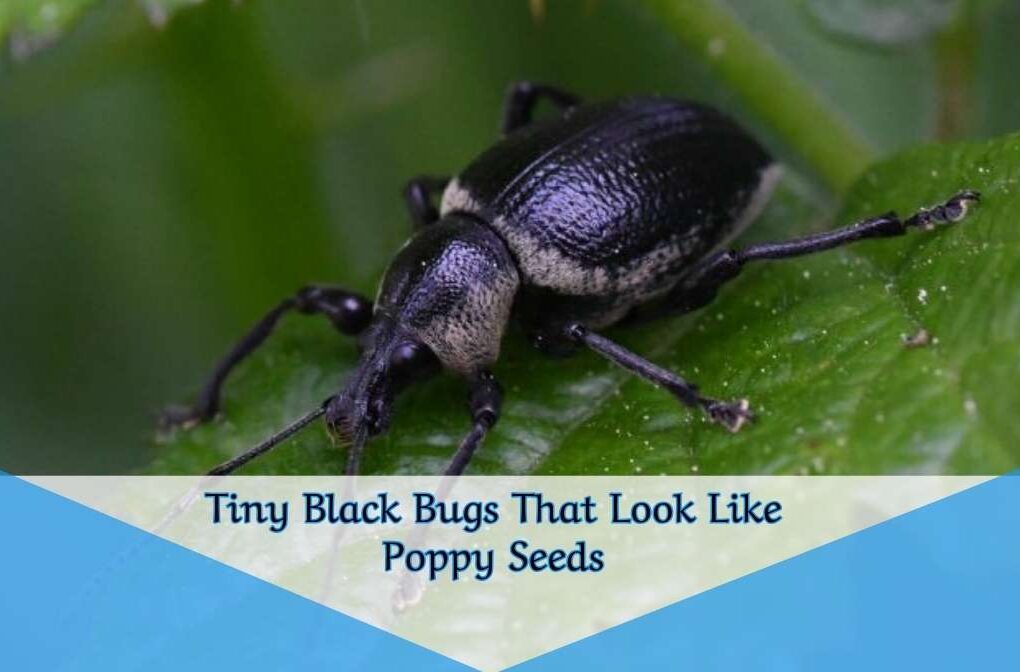 Tiny Black Bugs That Look Like Poppy Seeds
