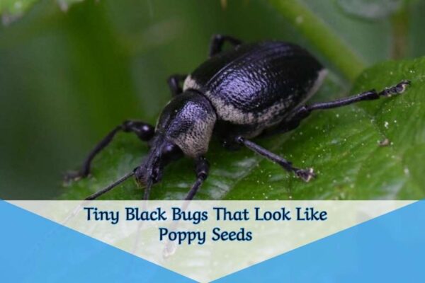 Tiny Black Bugs That Look Like Poppy Seeds