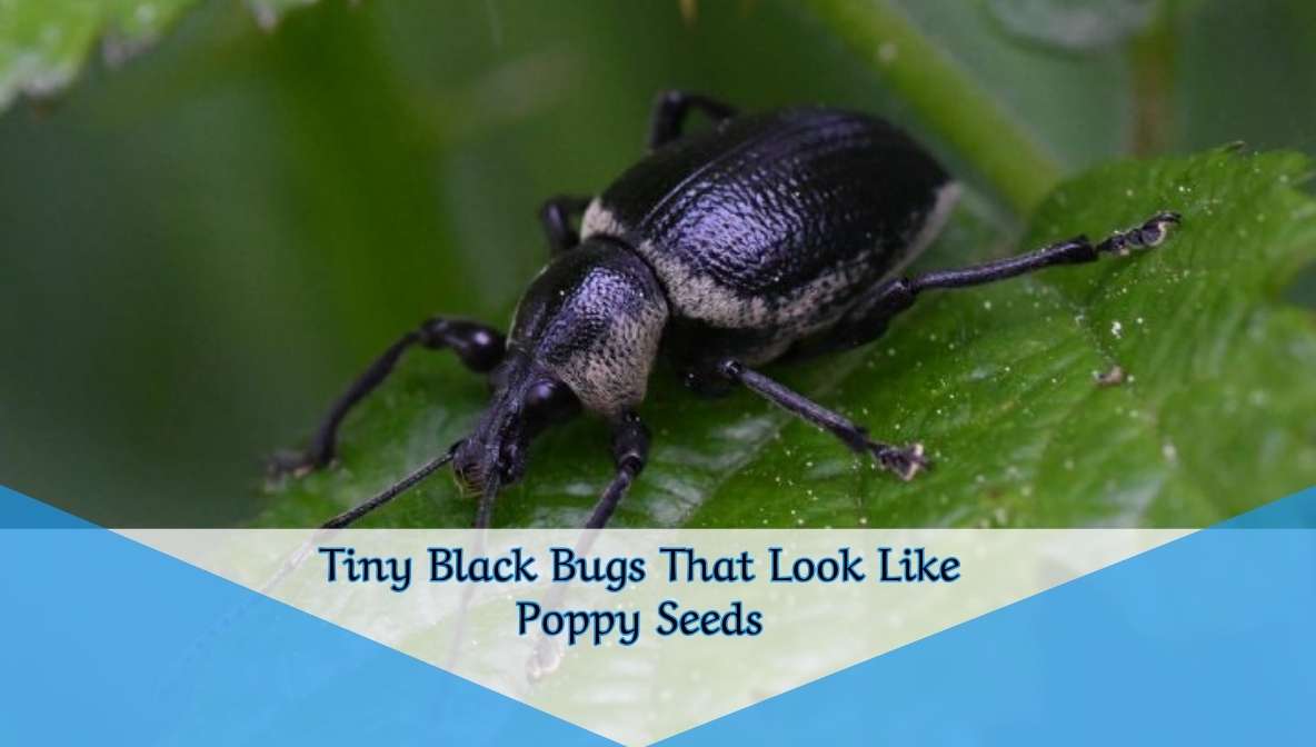 Tiny Black Bugs That Look Like Poppy Seeds