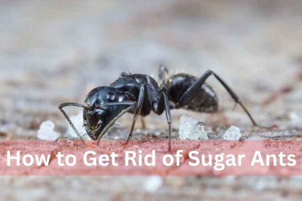 how to get rid of sugar ants