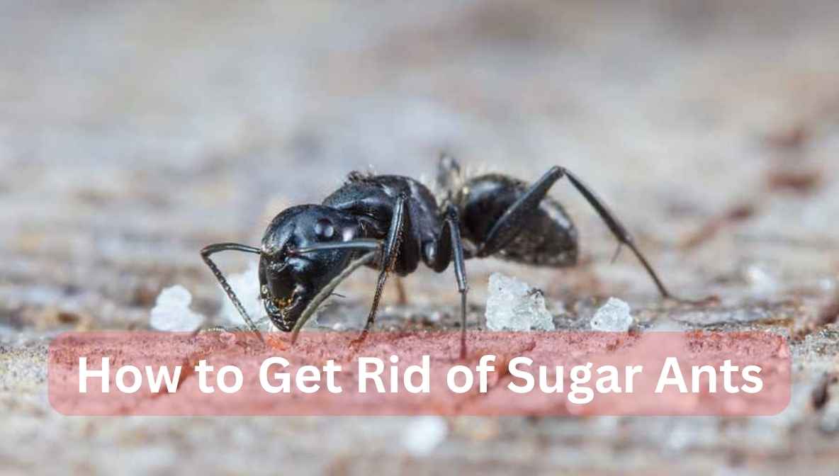 how to get rid of sugar ants